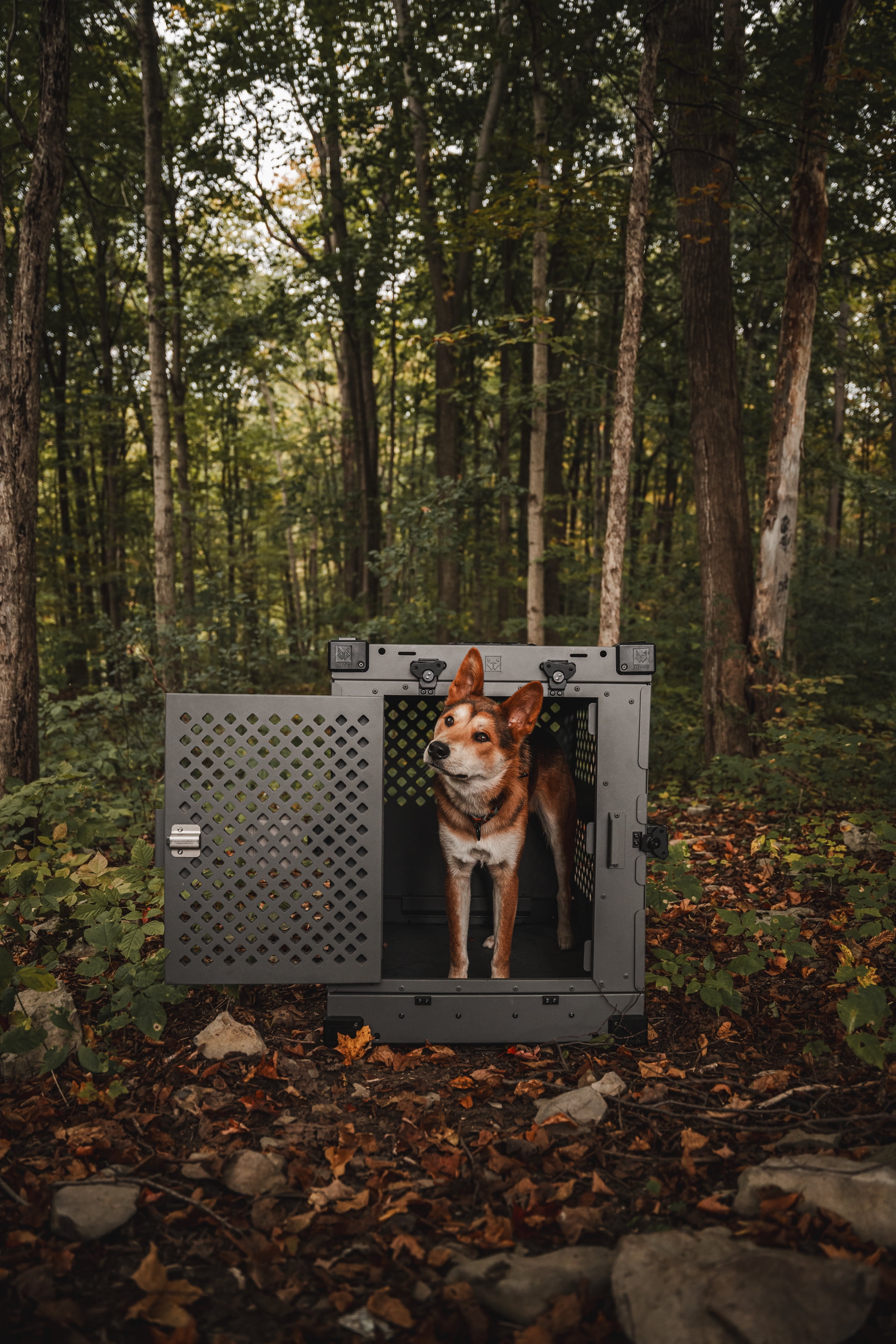 Impact Dog Crates Collapsible Dog Crate, Gray, 30