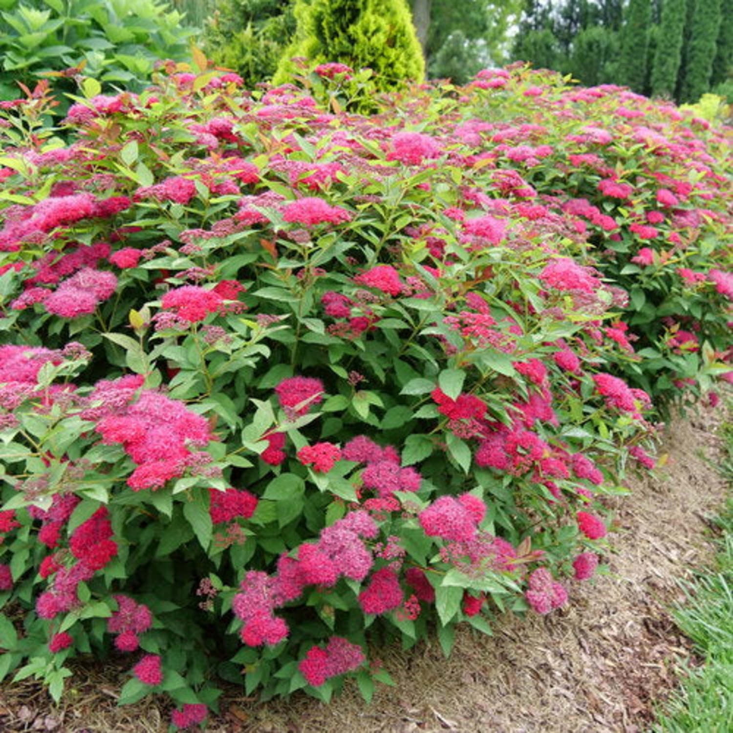 Proven Winners ColorChoice 5" Red Double Play Doozie Spirea Live Plant in 4.5" Pot (4 Count)