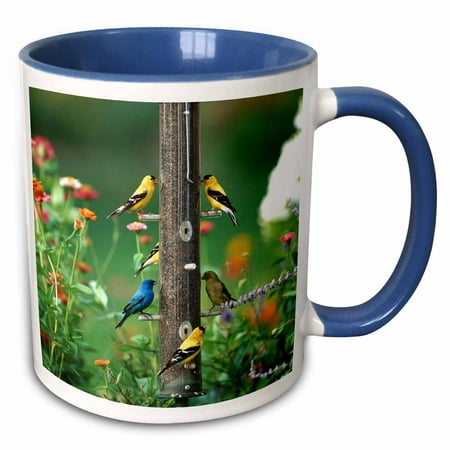 3dRose Indigo Bunting, American Goldfinches and a House finch on feeder - Two Tone Blue Mug,