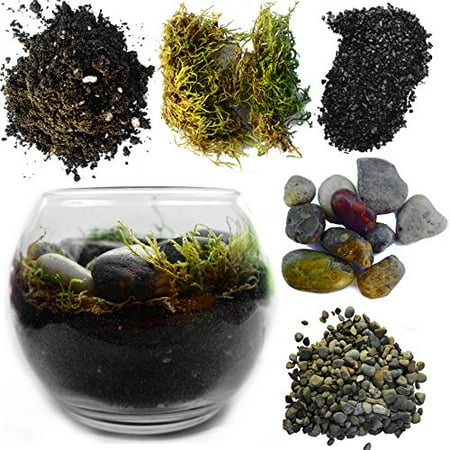 Dome Terrarium Kit - Complete Terrarium Kit Includes Succulent Planter w/ Soil & Glass Globe - 5 Inch