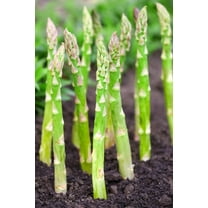 Millennium Live Asparagus Bare Root Plants - 2yr Crowns - Can Not Ship to California (15 Asparagus Roots)