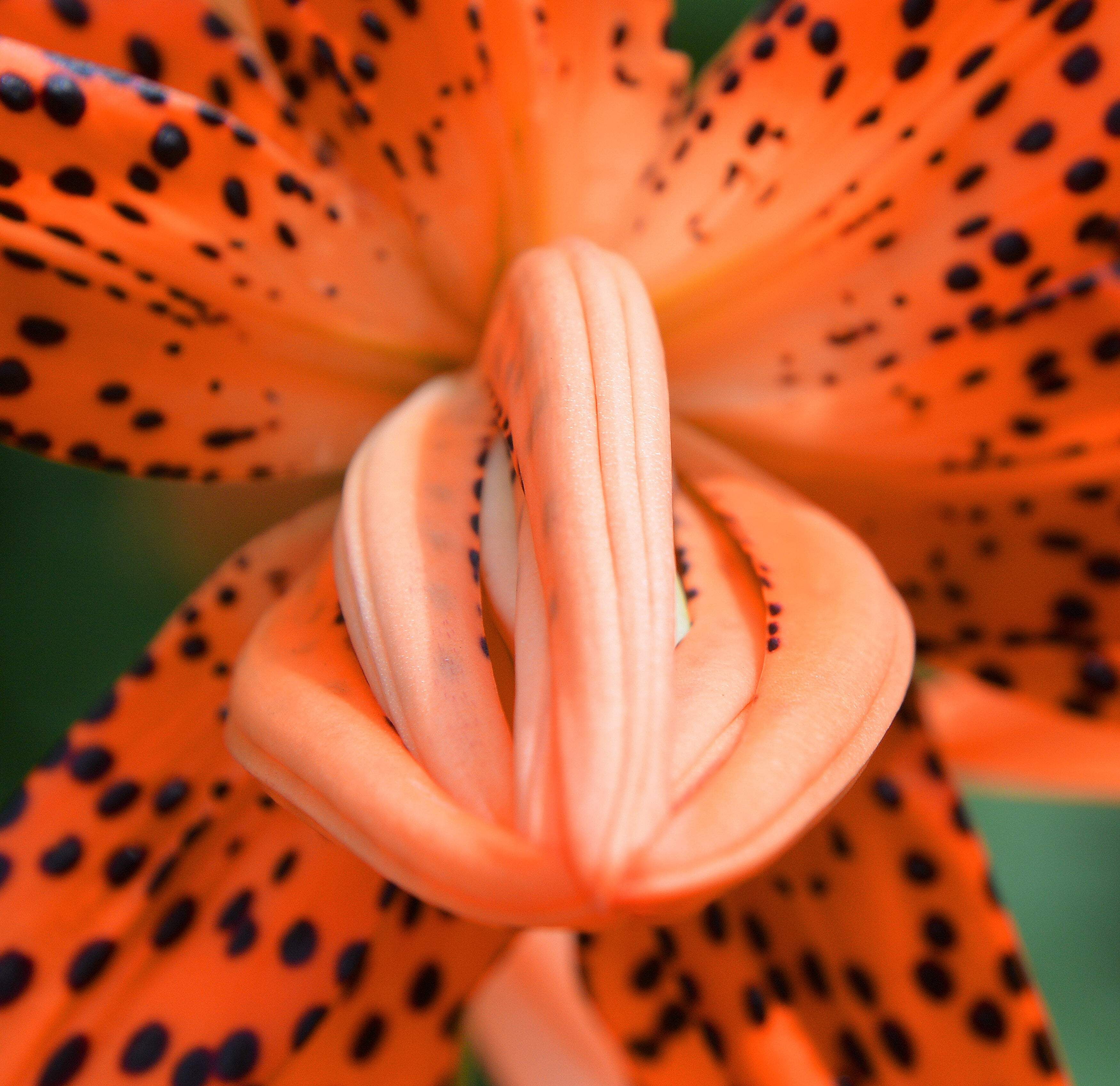 Seedville USA Leopard Lily Seeds, Lilium Pardalinum, Yellow
