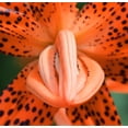 thumbnail image 4 of 10 Seeds LEOPARD LILY California Tiger Lily Panther Lilium Pardalinum Yellow Orange Red Spotted Native Flower Seeds, 4 of 10