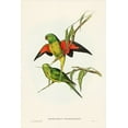 thumbnail image 2 of Gould, John 23x32 Gold Ornate Wood Framed with Double Matting Museum Art Print Titled - Scaly-breasted Lorikeet-Trichoglossus chlorolepidotus, 2 of 4