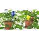 thumbnail image 5 of Bombillas de riego automático de 4 piezas, riego de plantas Feliz Sencillez, 5 of 5