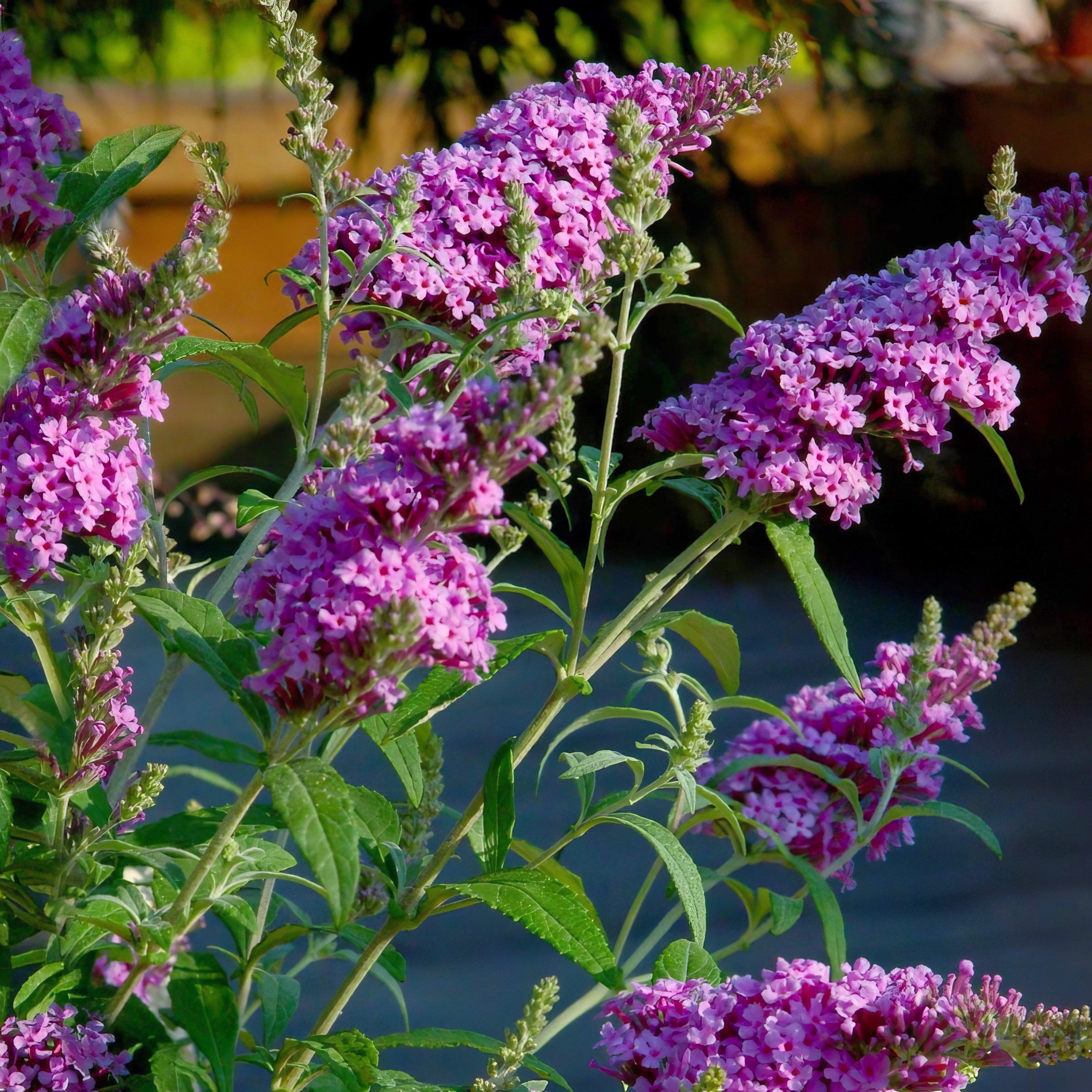 National Plant Network 3.25 in. Buddleia Nanho Purple (4-Pack)