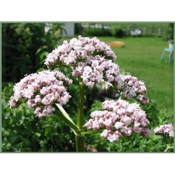 250 Graines de Valériane (Jardin Heliotrope / Heal All) Valériana Officinalis Herbe Fleur
