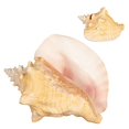 thumbnail image 2 of Conch Shell 1 Grand Bahama Conch Seashell 8-10 Pouces Plus Gratuit Nautical eBook par Joseph Rains, 2 of 4