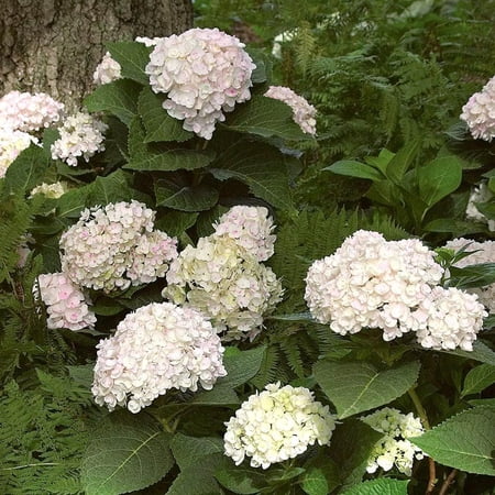 RedCrocus Blushing Bride Bigleaf Hydrangea- Vibrant Pink & White Blooms, Pollinator Attraction, Container Friendly, Garden Border, Cut Flower, Deciduous Shrub 5 Gallon