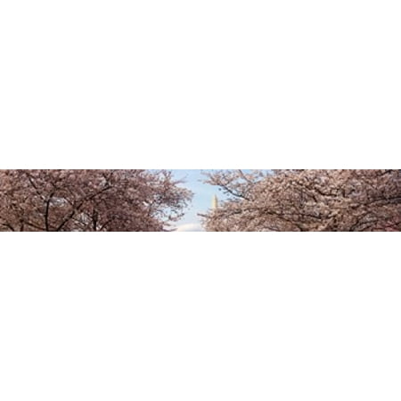 Cherry Blossom trees with the Washington Monument in the background Washington DC USA Stretched Canvas - Panoramic Images (44 x
