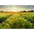 thumbnail image 2 of wall26 - Rural Landscape with Wheat Field on Sunset - Removable Wall Mural | Self-Adhesive Large Wallpaper - 100x144 inches, 2 of 6