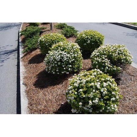 Viburnum Densa | 10 Live Quart Size Plants | Viburnum Obovatum Densa | Compact Evergreen Shrub | Low-Maintenance Privacy Plants for Landscaping