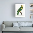 thumbnail image 2 of Trademark Fine Art Francois Levaillant  Levaillant Parrot III Canvas Wall Art, 2 of 4