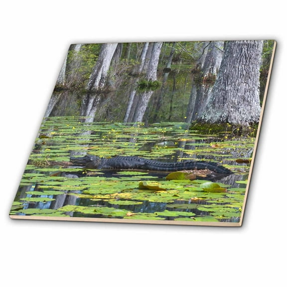 3dRose, South Carolina, Cypress Gardens. Alligator, swamp - US41 BJA0009 - Jaynes Gallery, 6 Inch Ceramic Tile
