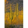 thumbnail image 2 of Lord, Fred 17x24 Gold Ornate Wood Framed with Double Matting Museum Art Print Titled - USA, Arizona, Tucson Desert sunset in Saguaro NP, 2 of 4