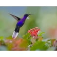 thumbnail image 2 of Fitzharris, Tim 14x12 White Modern Wood Framed Museum Art Print Titled - Violet Sabrewing Hummingbird, 2 of 4