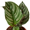 thumbnail image 6 of Calathea Ornata (Pinstripe Calathea) - Live Air-Purifying Indoor Plant in Nursery Pot – Easy Care, Low Maintenance Houseplant for Home & Office Decor, Natural Air Cleaner, Best for Beginners (6"Pot), 6 of 7