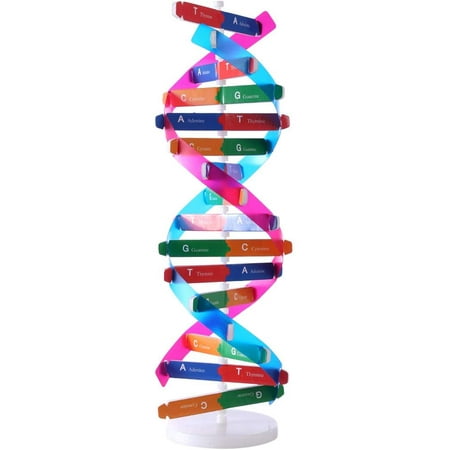 

DNA Models Double Helix Model Components Science Educational Teaching Instrument Toy