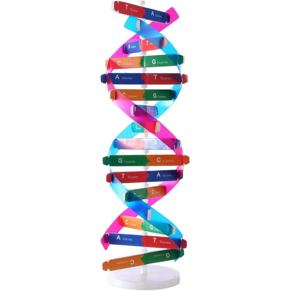 Kit Modèle DNA à Double Hélice - Jouet Éducatif avec Composants pour l'Assemblage
