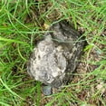 thumbnail image 4 of CIYISON Stash Simulation Stone Piggy Banks Resin Secret Money Banks Coin Banks for Girls, 4 of 7