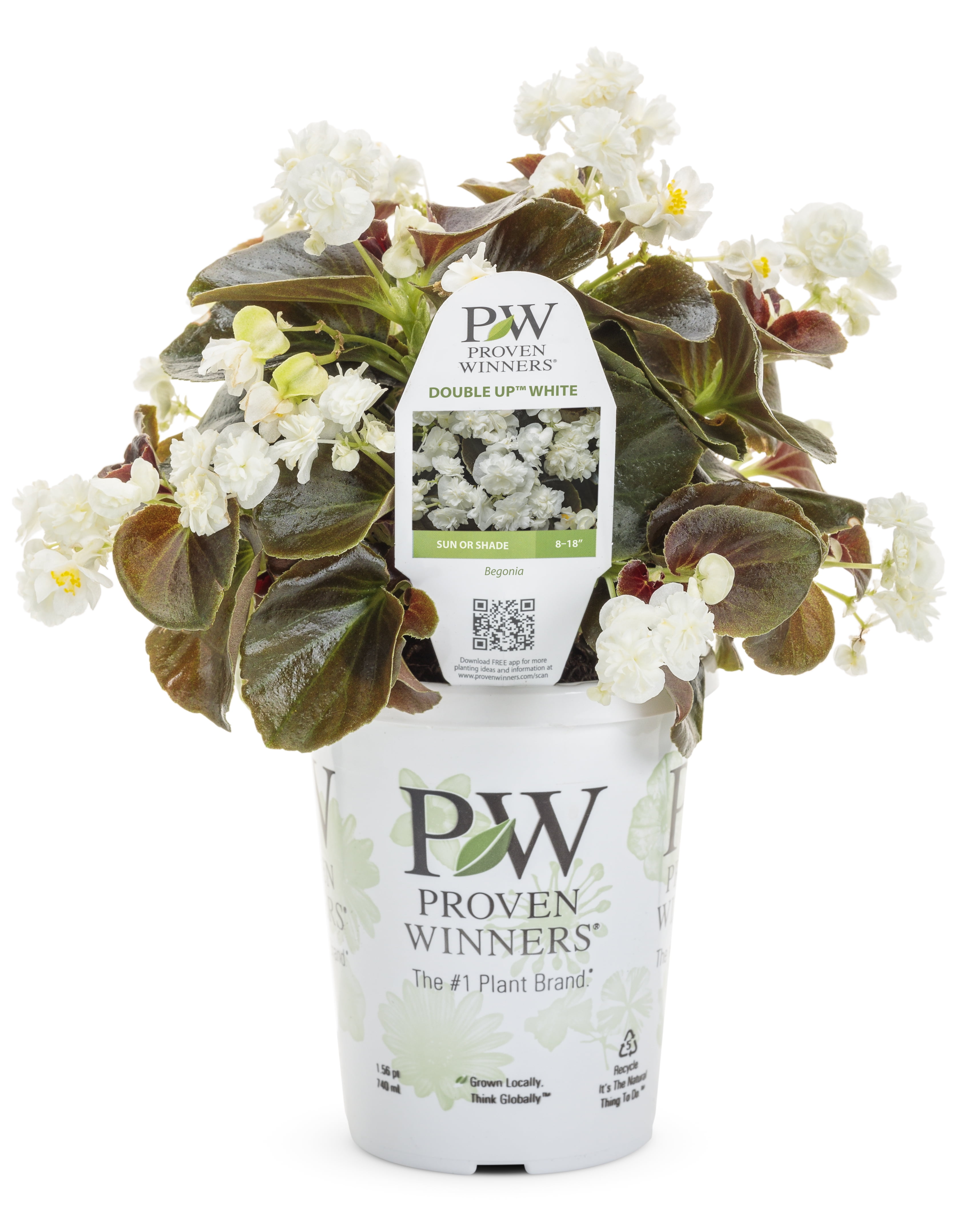 4.25' Grower Pot White Flowers Double Up™ White (Begonia) Live Plants (4 Pack)