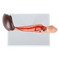 thumbnail image 2 of Axis Scientific Spleen, Pancreas and Duodenum Anatomy Model - Detailed Lymphatic System Anatomy Model for Gastroenterologists, Lympologists, Medical Students - Durable and Realistic, 2 of 6