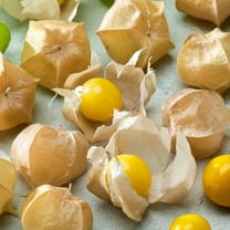 Mountain Valley Seed Company Physalis Ixocarpa Plant Seeds, Heirloom