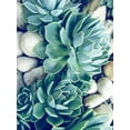 thumbnail image 2 of Urban Epiphany 19x24 White Modern Wood Framed Museum Art Print Titled - Succulents no words, 2 of 4