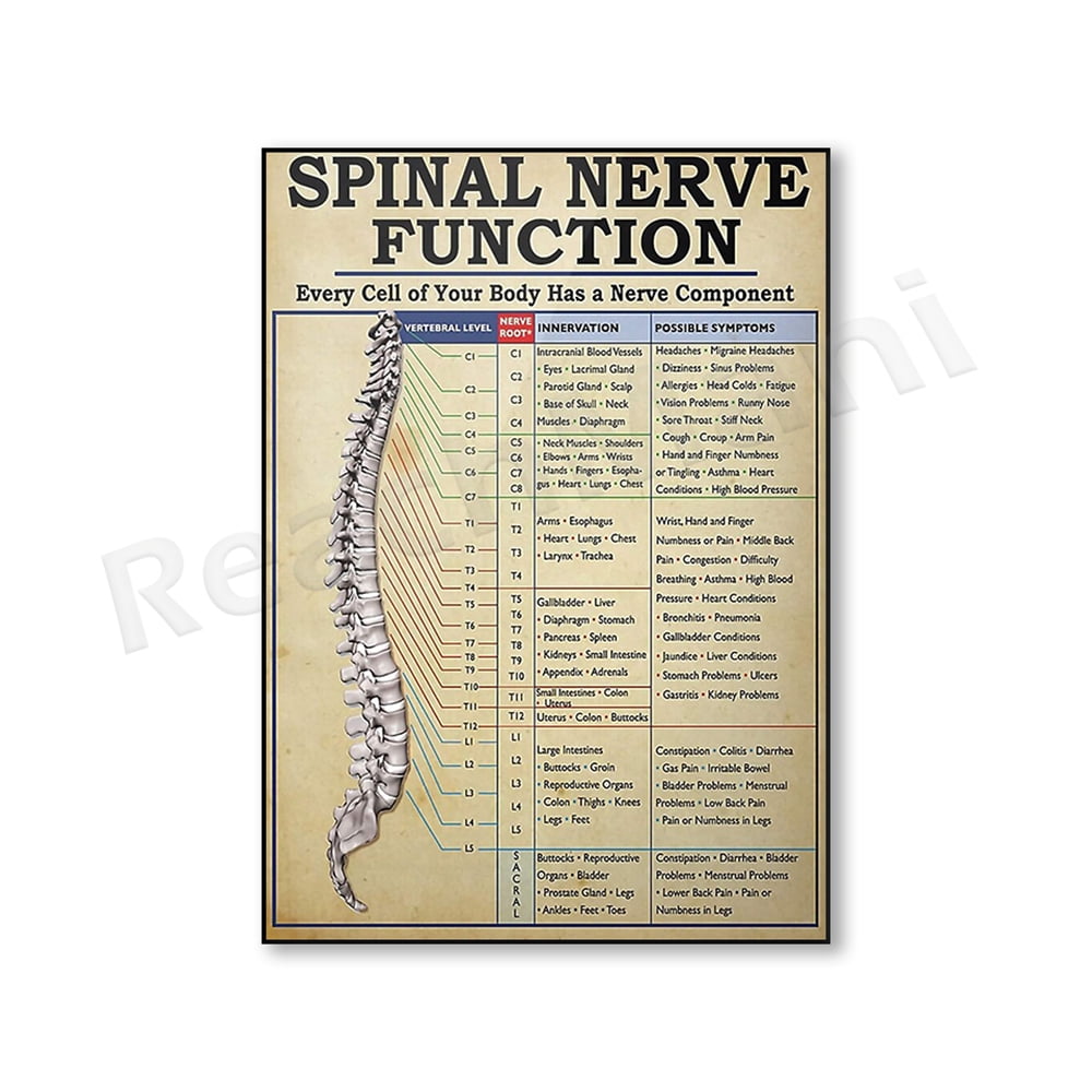 Spinal Nerve Roots Chart.pdf Spinal Nerve Function Poster, Vintage Poster, Spinal Nerve Function ...