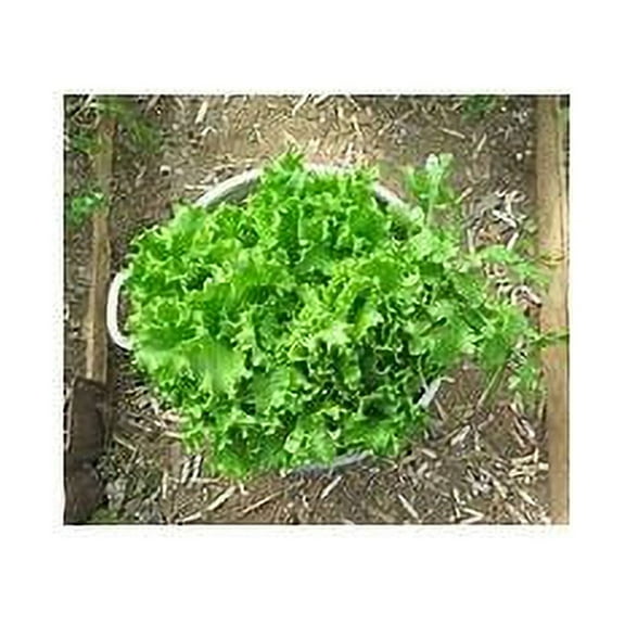 Lettuce Tango Great Heirloom Vegetable By Seed Kingdom BULK 40,000 Seeds