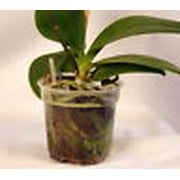 Orchid Love Organic Orchid Fertilizer Food Bloom Booster 1 Quart (32oz) Liquid Concentrate - Best Natural Fertiliser