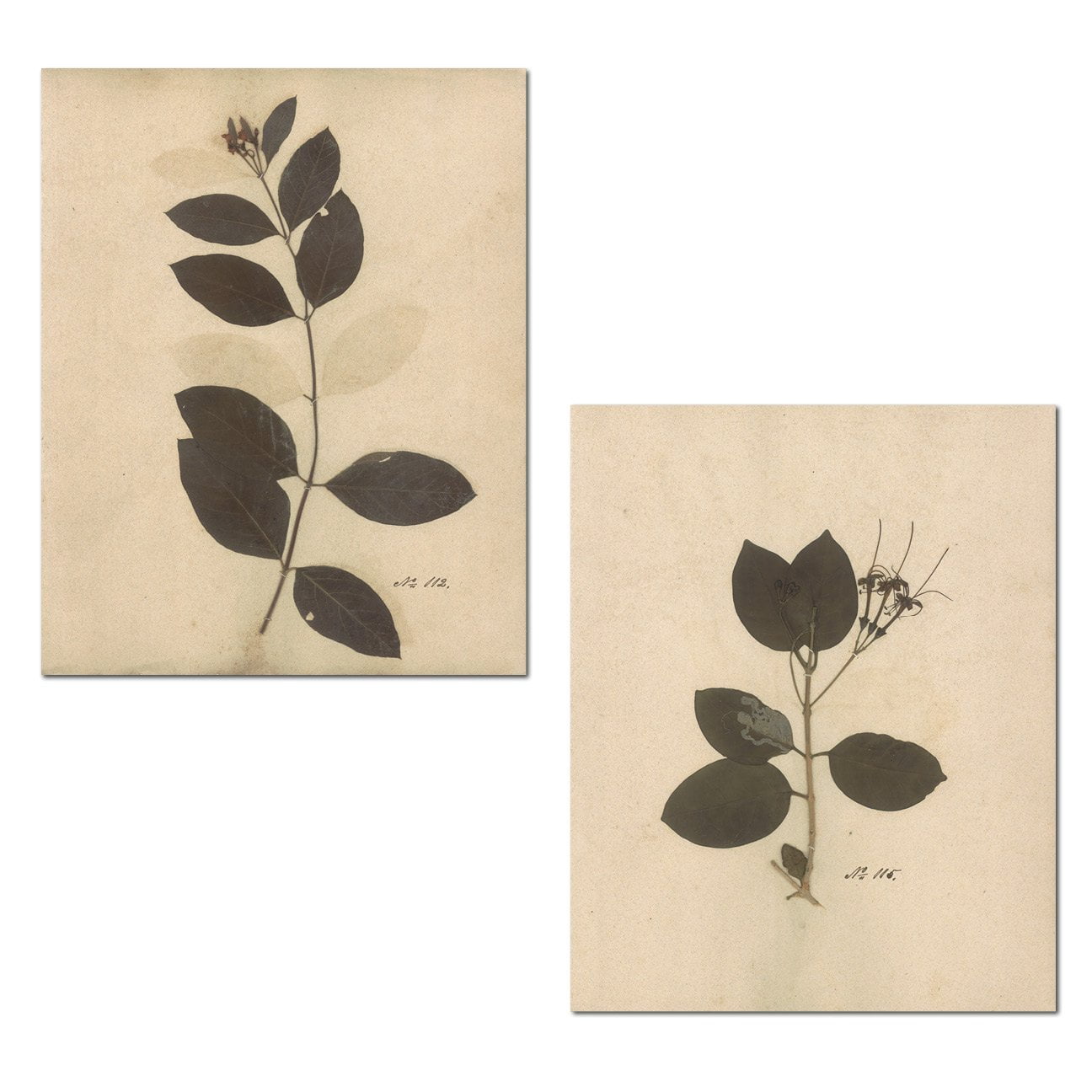 set of 3 posters Vintage herbarium plaques herbs leaves