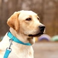 thumbnail image 5 of Collar para perros Apuakthei Classic liso en varios colores, 5 of 5