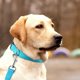 thumbnail image 5 of Collar para perros Apuakthei Classic liso en varios colores, 5 of 5