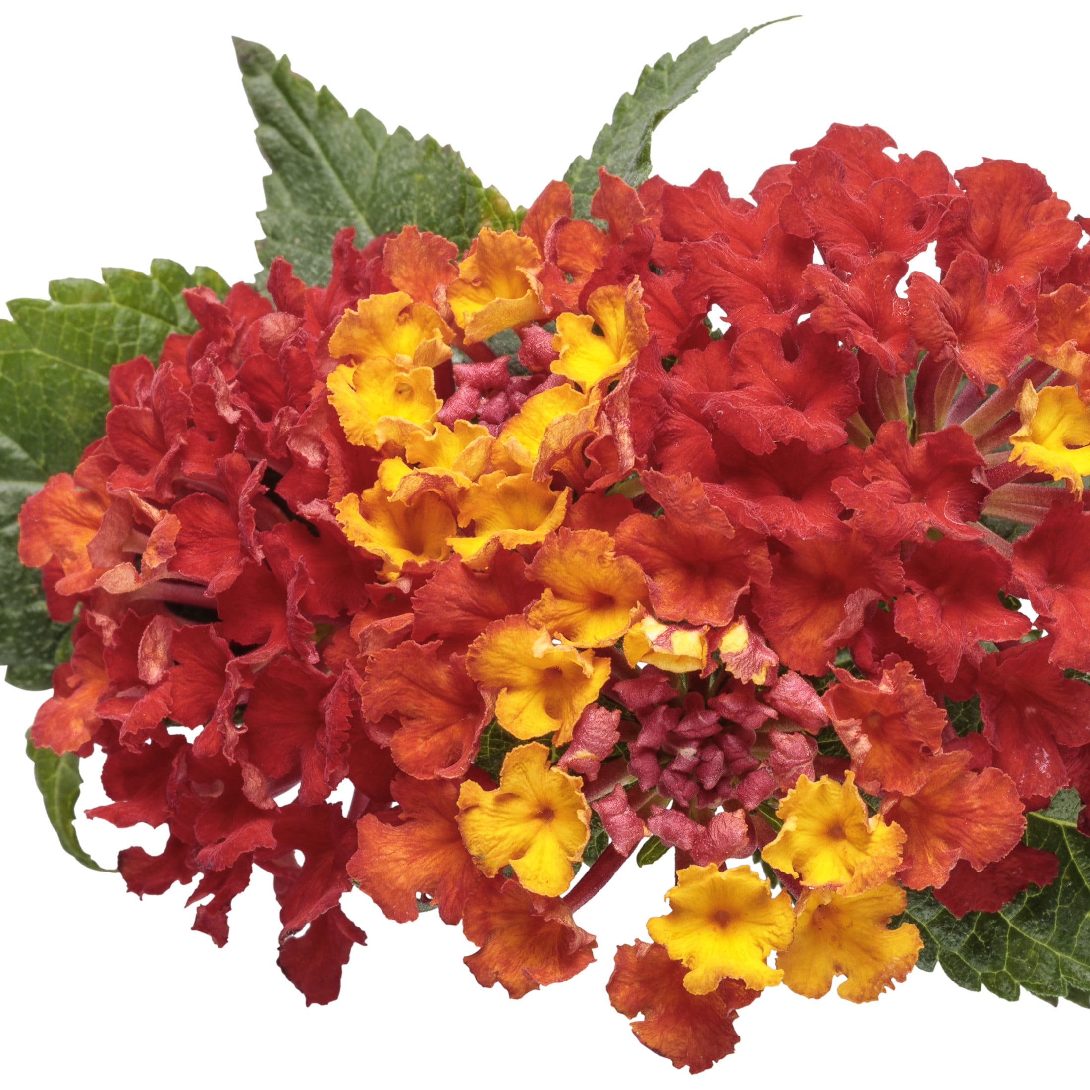 Proven Winners 4" Luscious Royale Red Zone Lantana Live Plant in 4.25" Pot (4 Count)