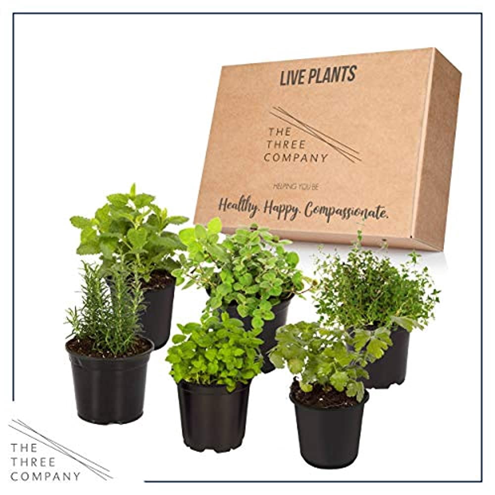 The Three Company 6" Assorted Herbs Live Plants in 1 Pint Pots (6 Count)