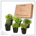 thumbnail image 3 of The Three Company 6" Assorted Herbs Live Plants in 1 Pint Pots (6 Count), 3 of 3