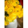 thumbnail image 2 of Millet, Karyn 23x32 Gold Ornate Wood Framed with Double Matting Museum Art Print Titled - Yellow Ranunculus, 2 of 4