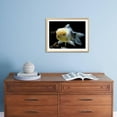 thumbnail image 4 of Aquarium Fish Lionhead Goldfish, Animals Framed Art Print Wall Art Sold by Art.Com, 4 of 5