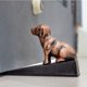 thumbnail image 5 of Topes de puerta para perros lindos de hierro fundido de alta resistencia, cuña decorativa de tope de puerta de metal con estatua de animal lindo, con tapete antideslizante para el hogar, 5 of 5