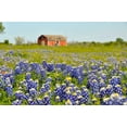 thumbnail image 6 of Texas Bluebonnet Flower Seeds, 25 Heirloom Seeds Per Packet, Isla's Garden Seeds, 6 of 8