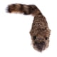 thumbnail image 1 of Robbie Raccoon Spring Raccoon Juguete de Entrenamiento Magia Divertida Hugo Mapache Truco De Magia, 1 of 6