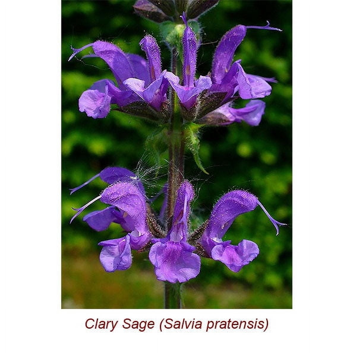 Clary Sage Essential Oil 15 ml (1/2 fl oz) - 100% Pure and Natural by Silky Scents