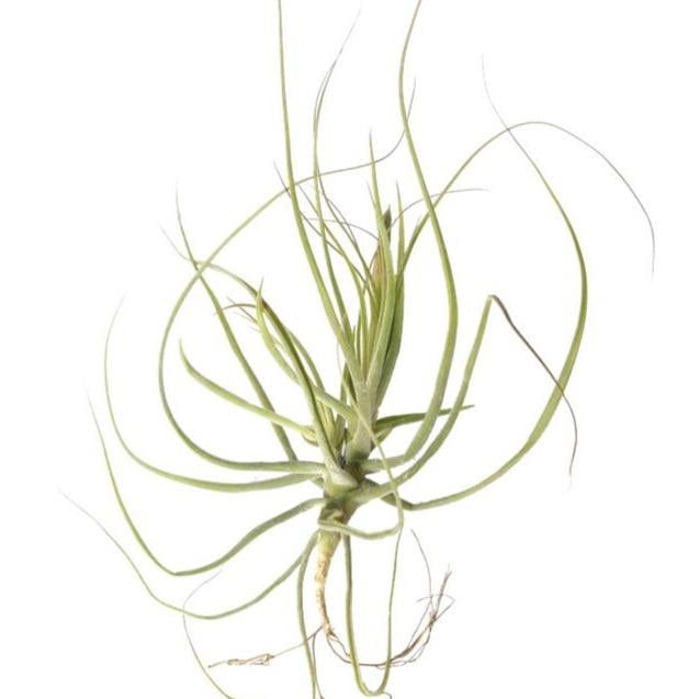 Tillandsia Schiedeana Air Plant