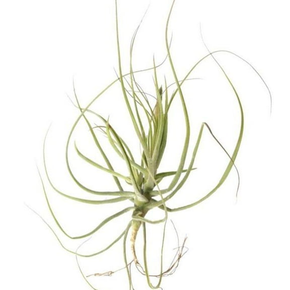 Tillandsia Schiedeana Air Plant