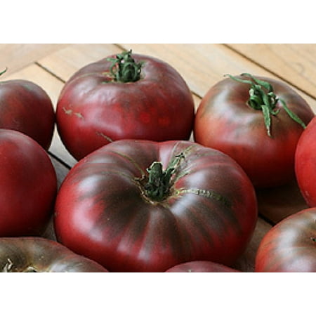 Cherokee Purple Tomato - 4 Live Plants (Best Material To Tie Up Tomato Plants)