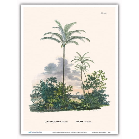 Tucum Palm Tree (Astrocaryum Vulgare) - Itapicuru Brazil - Vintage Botanical Illustration by Carl Friedrich Philipp von Martius c.1820s - Master Art Print (Unframed) 9in x 12in
