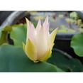 thumbnail image 3 of 5 Rare Seeds| Song Of The Moon Lotus Seeds - Indian Lotus (Nelumbo nucifera) Seeds - Flower Seeds - B3G1 #Q030, 3 of 5