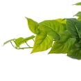 thumbnail image 2 of 23" Green Pothos Bush UV, 2 of 2