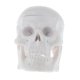 thumbnail image 2 of Simulación Clásico Cabeza Cráneo Modelo Anatomía Aprendizaje Juguete De Halloween Hugo Mini modelo principal del cráneo, 2 of 7